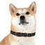 Lord of Lords Dog Collar - Lord of LordsPets