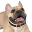 Lord of Lords Dog Collar - Lord of LordsPets