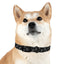 Lord of Lords Dog Collar - Lord of LordsPets