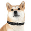 Lord of Lords Dog Collar - Lord of LordsPets