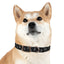 Lord of Lords Dog Collar - Lord of LordsPets