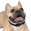 Lord of Lords Dog Collar - Lord of LordsPets